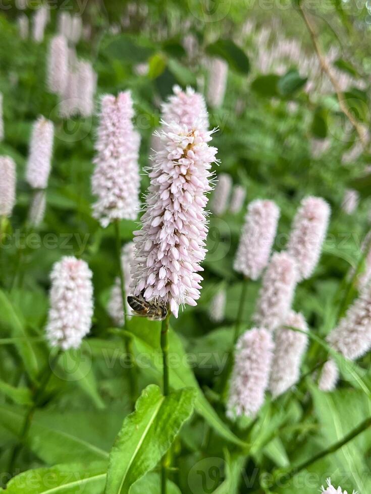 flower, nature, plant, flowers, spring, blossom, summer, garden, flora, bloom, grass, field, pink, herb, wild, leaf, purple, beauty, color, season, meadow, macro leaves beautiful lupin photo