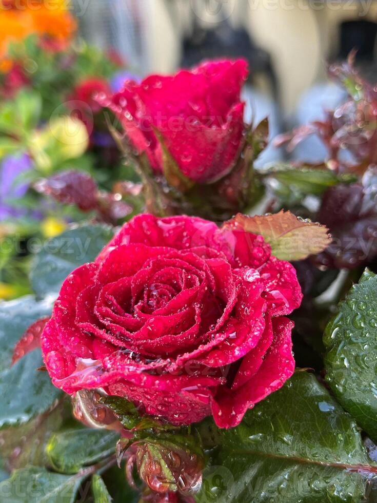 flower, plant, nature, leaf, red, leaves, garden, flowers, rose, purple, flora, pink, spring, season, autumn, bloom, macro summer frost photo