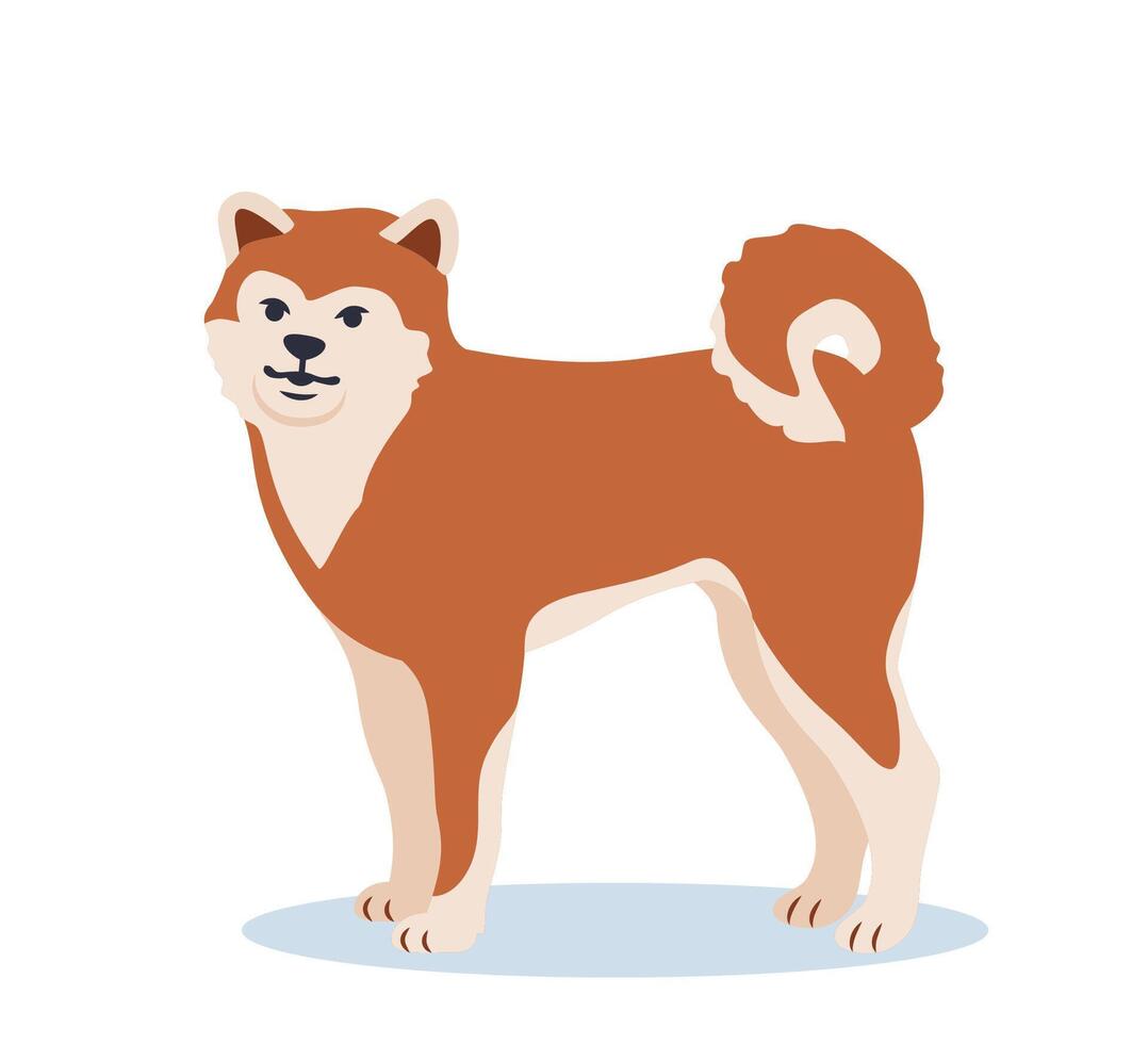 Shiba Inu, Japanese small size dog. Cute akita dog. Home pet. Dog with red-beige fur and fluffy tail. illustration. vector