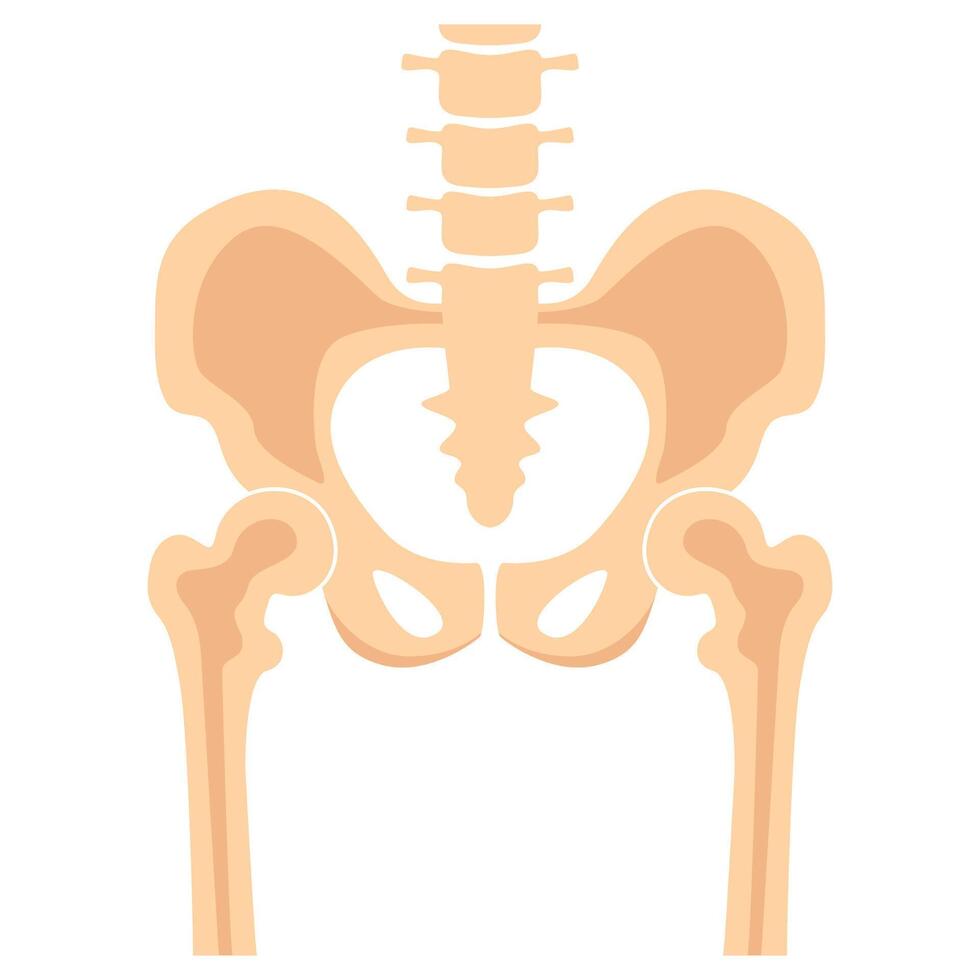 Hip joint pelvis human bones anatomy orthopedic medical diagnostic. Skeleton spine anatomical structure image. illustration. vector