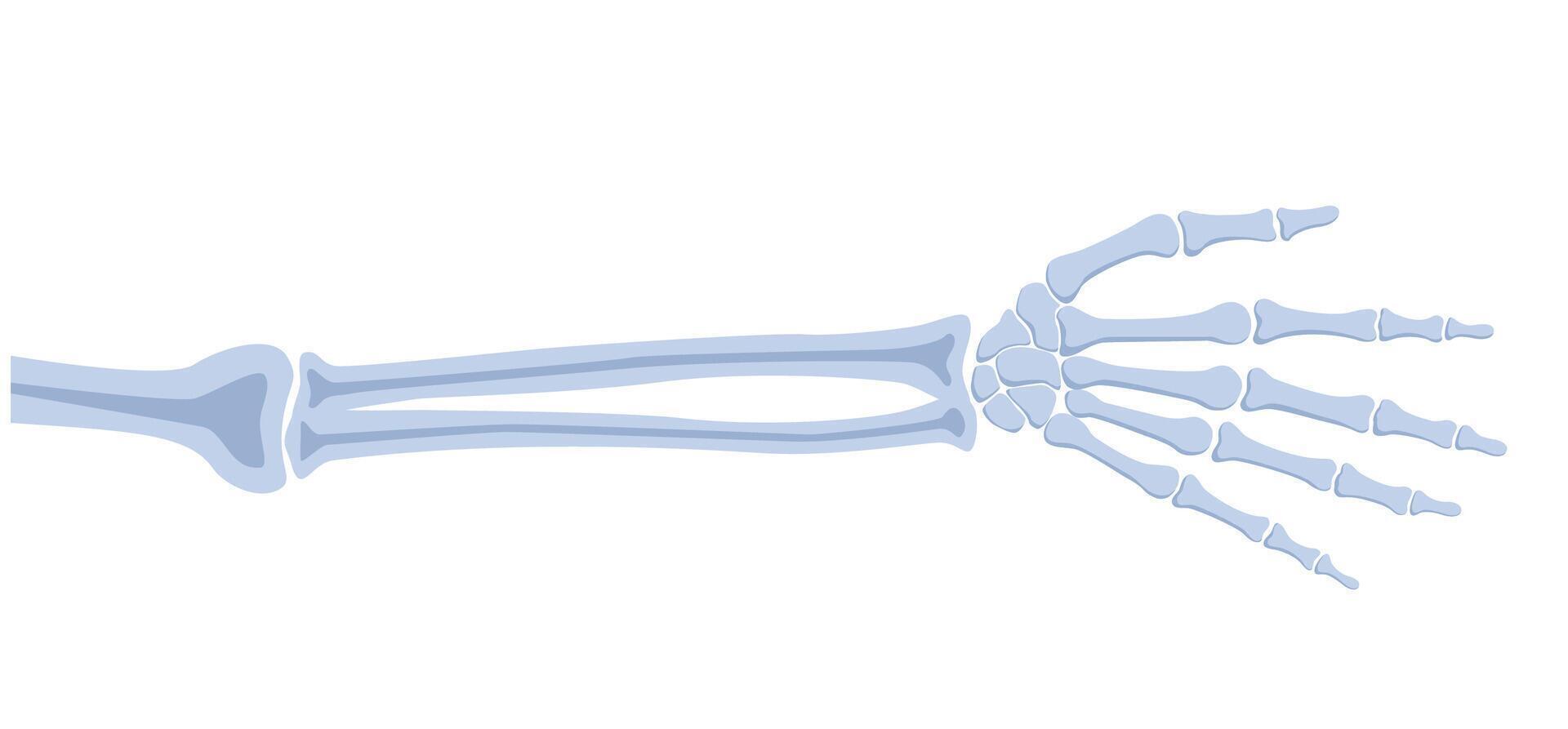Human hand bones, front view. Medical anatomy. Arm checking healthcare joint palm finger exam vector