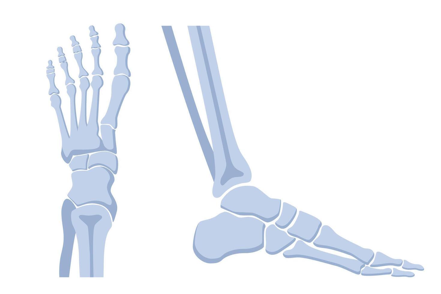 Human foot bones. Metatarsus bones and toes. Medical shots side and front view. illustration. vector