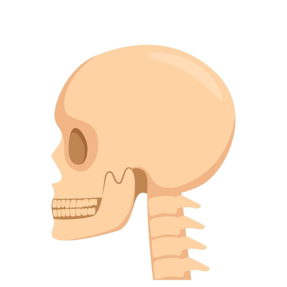 Skull, human body, head and neck bones side view. illustration. vector