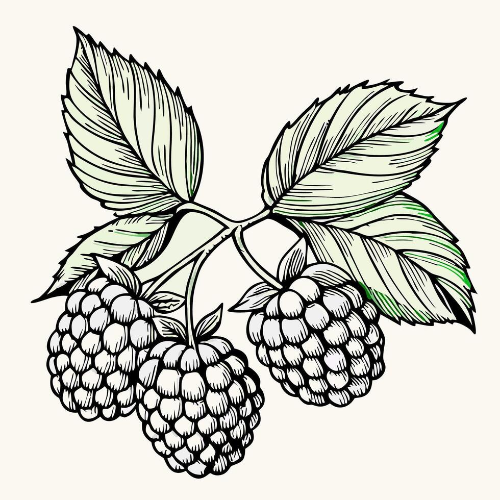 Hand Drawn Black and White Raspberries on Branch vector