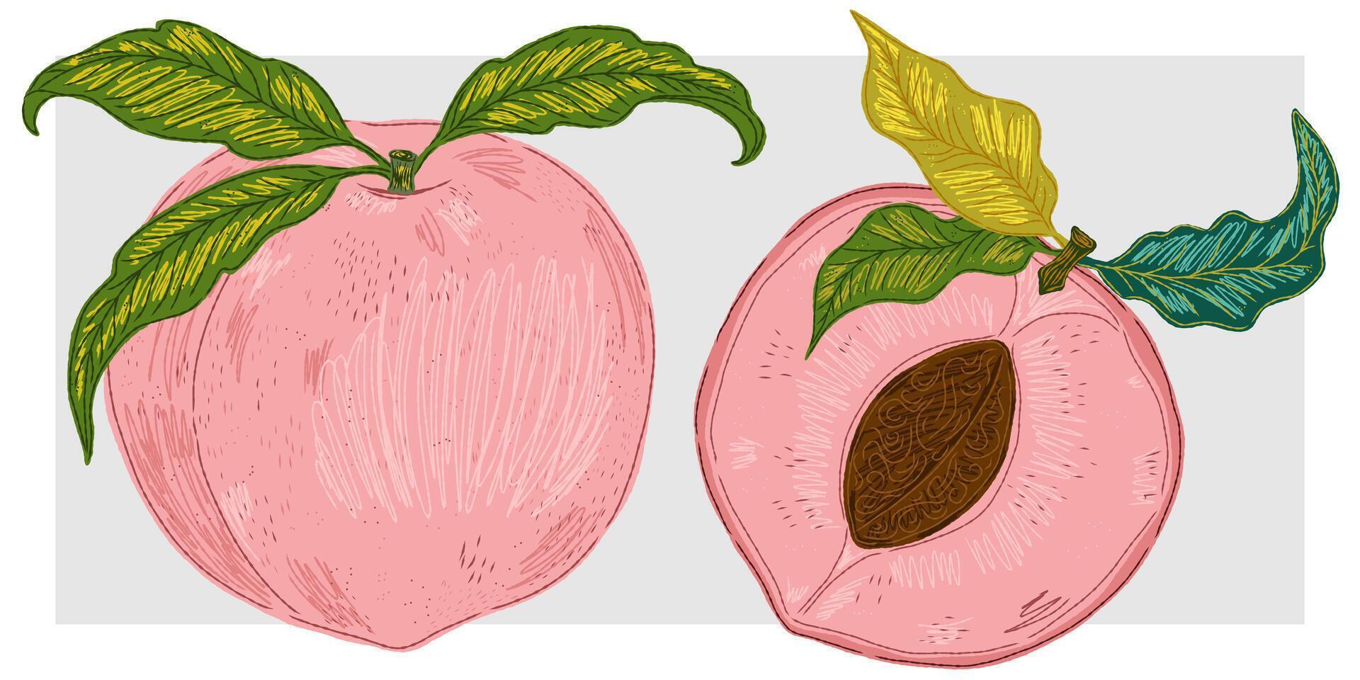 Two peach halves with leaves and leaves vector