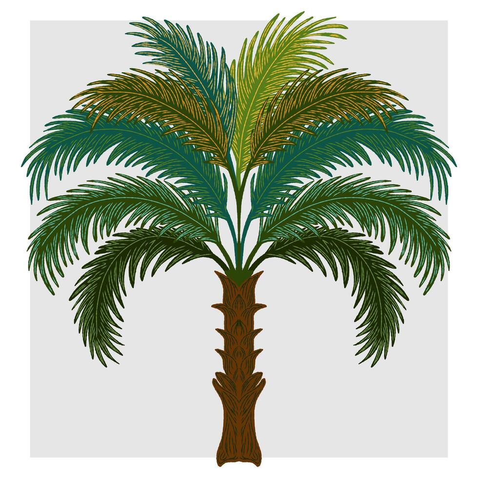 palm tree illustration vector