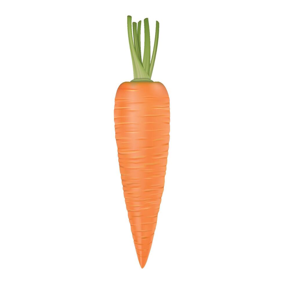 Isolated realistic carrot icon. Design template. vector