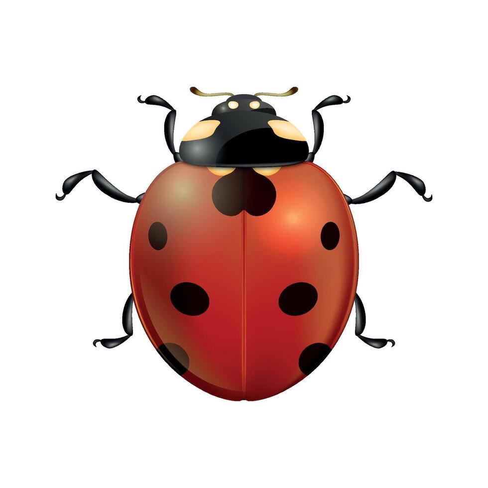 close-up realistic ladybug insect icon isolated. Design template of spring symbol. vector