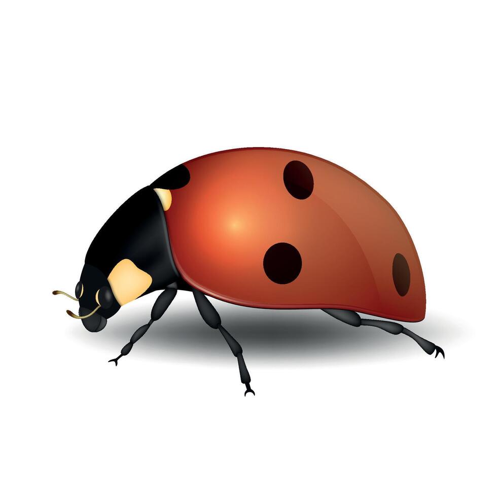 Close-up realistic ladybug insect icon isolated. Design template of spring symbol, side view. vector