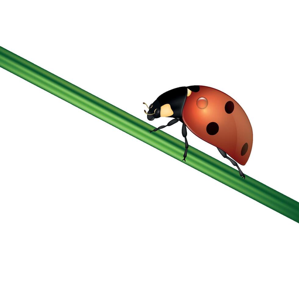 background with realistic ladybug insect on white vector