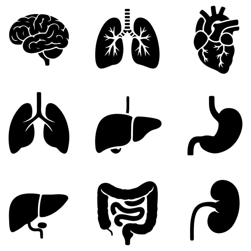 Black silhouettes of human internal organs illustrating anatomy and physiology concepts vector