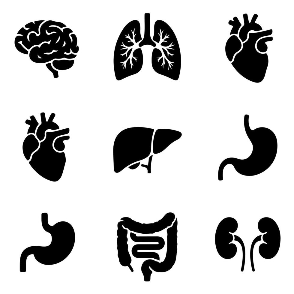Black silhouettes of human body organs representing health and medical anatomy vector