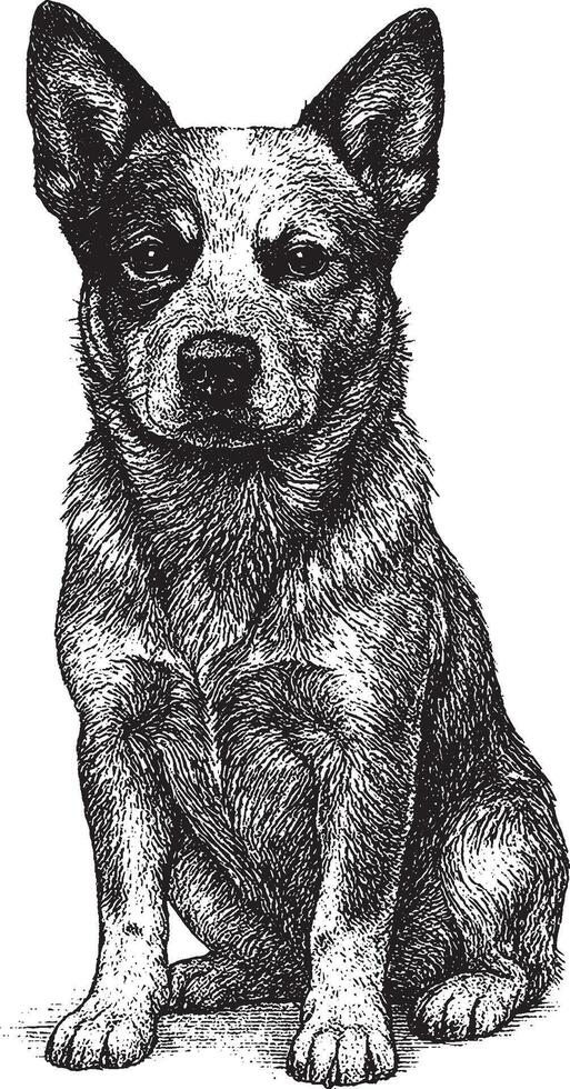 Detailed Black and White Australian Cattle Dog Portrait vector