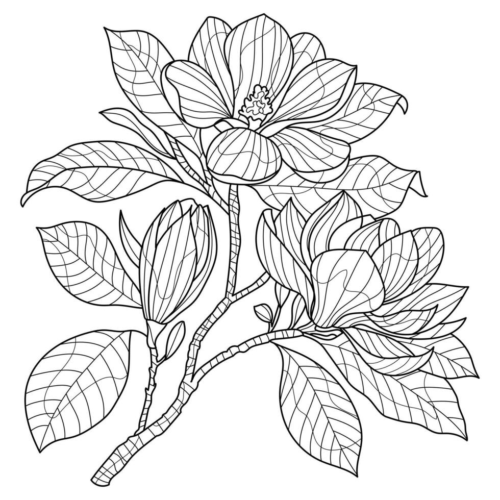magnolia flowers coloring for adults vector