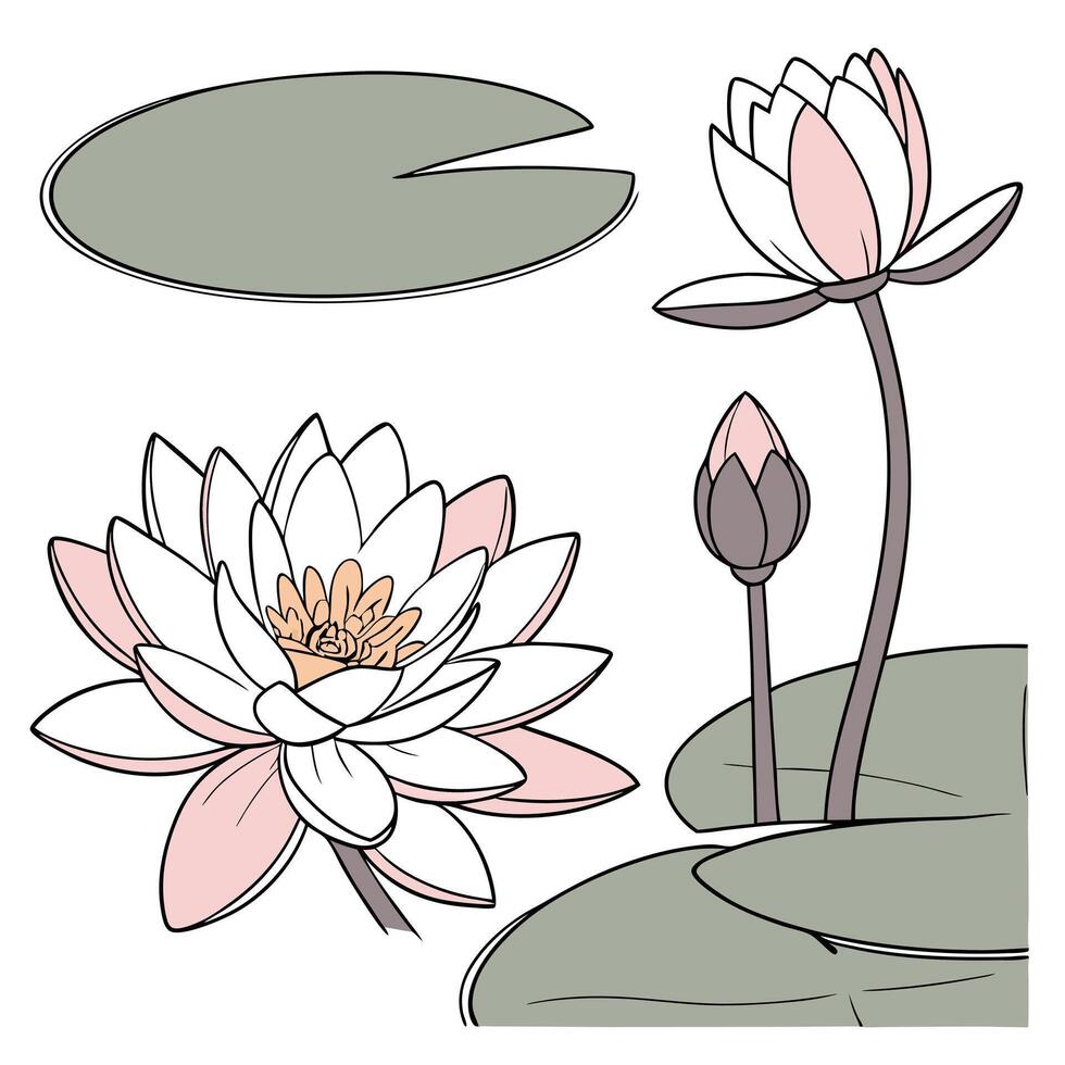 Collection set of A Lotus blossom and bud In different perspectives vector