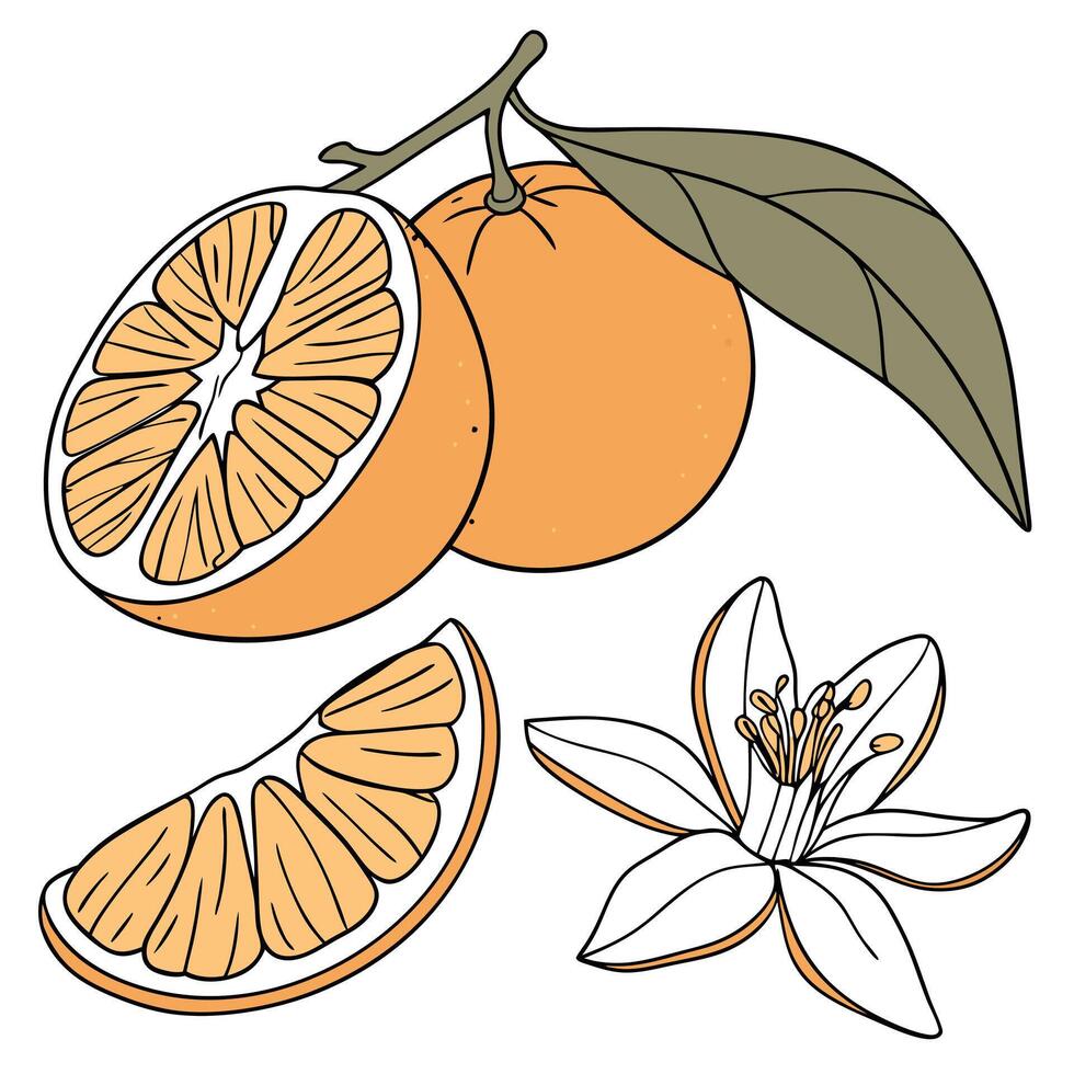 Collection set of Mandarin Orange and bud In different perspectives vector