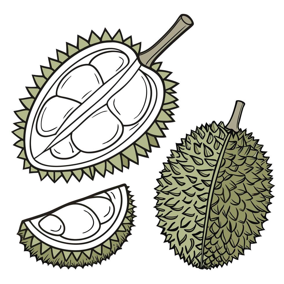Collection set of Durian and bud In different perspectives vector