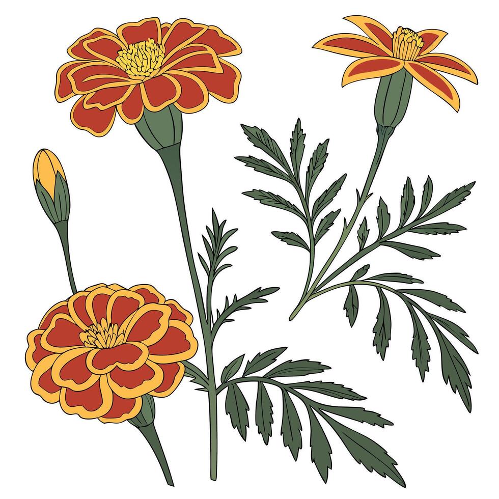 Collection set of Marigold, In different perspectives vector