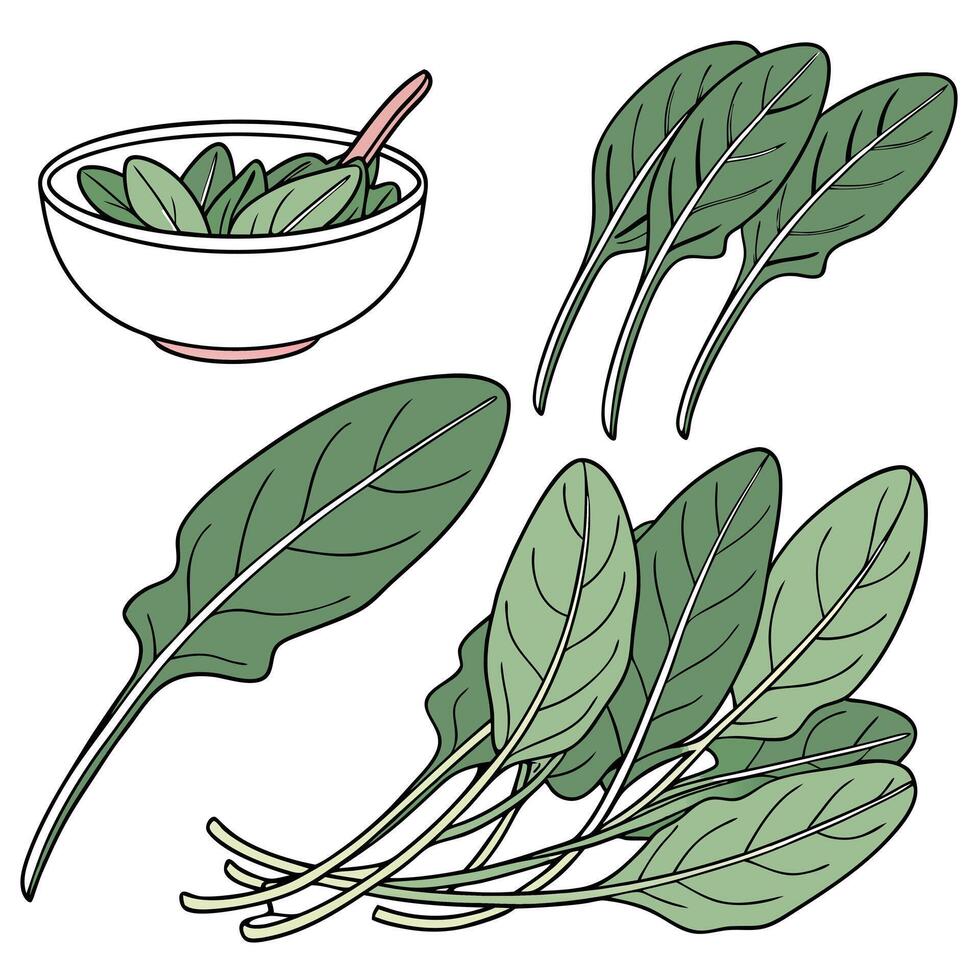 Collection set of Sorrel leaves, In different perspectives vector