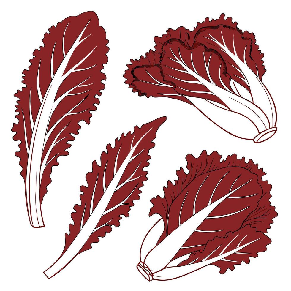 Collection set of Red leaf lettuce, In different perspectives vector