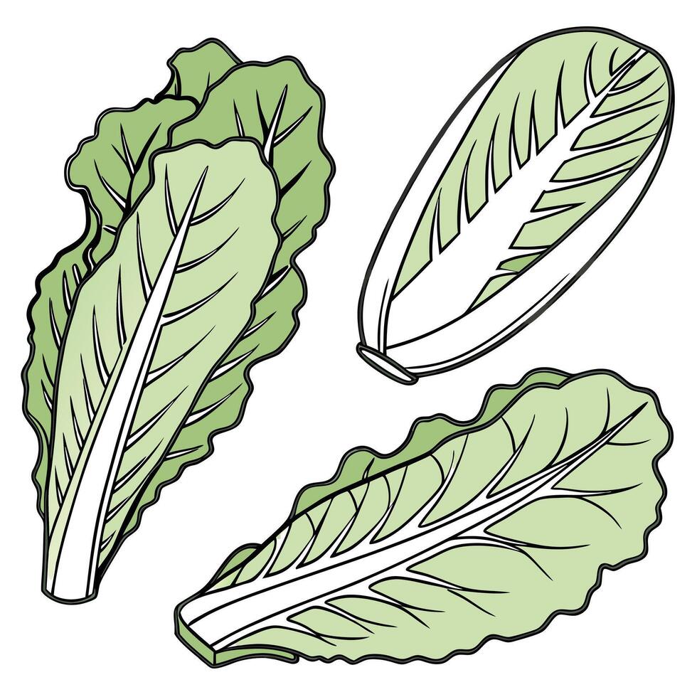Collection set of Romaine lettuce, In different perspectives vector