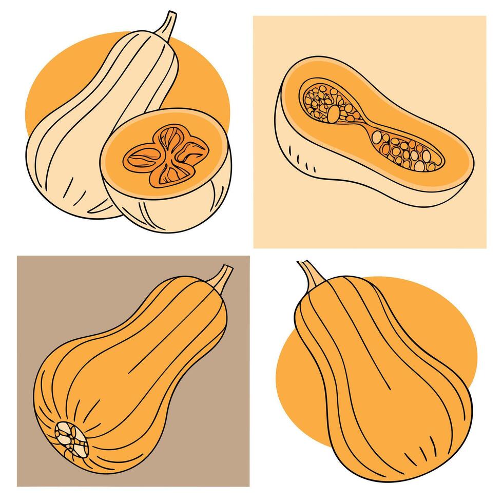 Four butternut squashes, two of them cut in half, orange and brown colors, white background vector