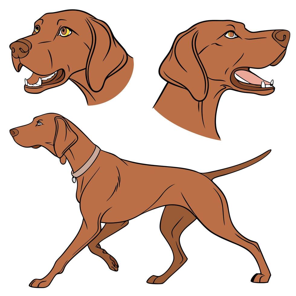 Collection set of Vizsla In different perspectives vector