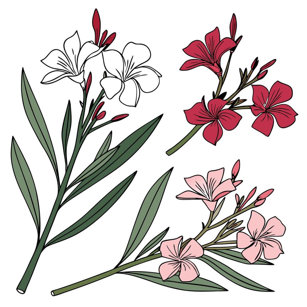 Collection set of Oleander Flower In different perspectives vector