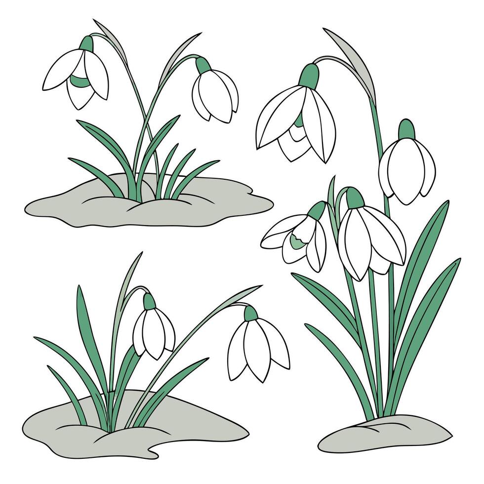 Collection set of Snowdrop Flower In different perspectives vector