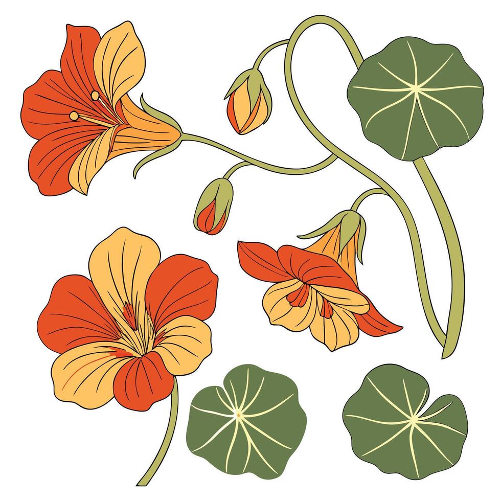 Collection set of Nasturtium Flower In different perspectives vector