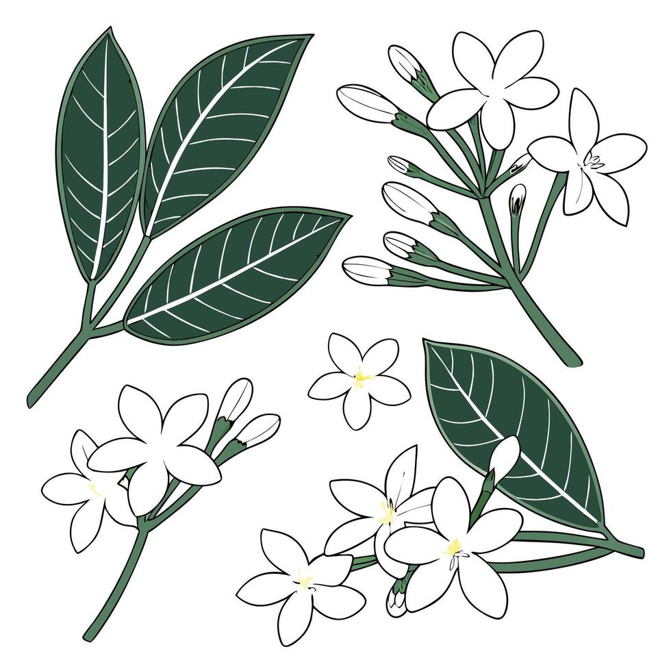 Collection set of Stephanotis Flower In different perspectives vector