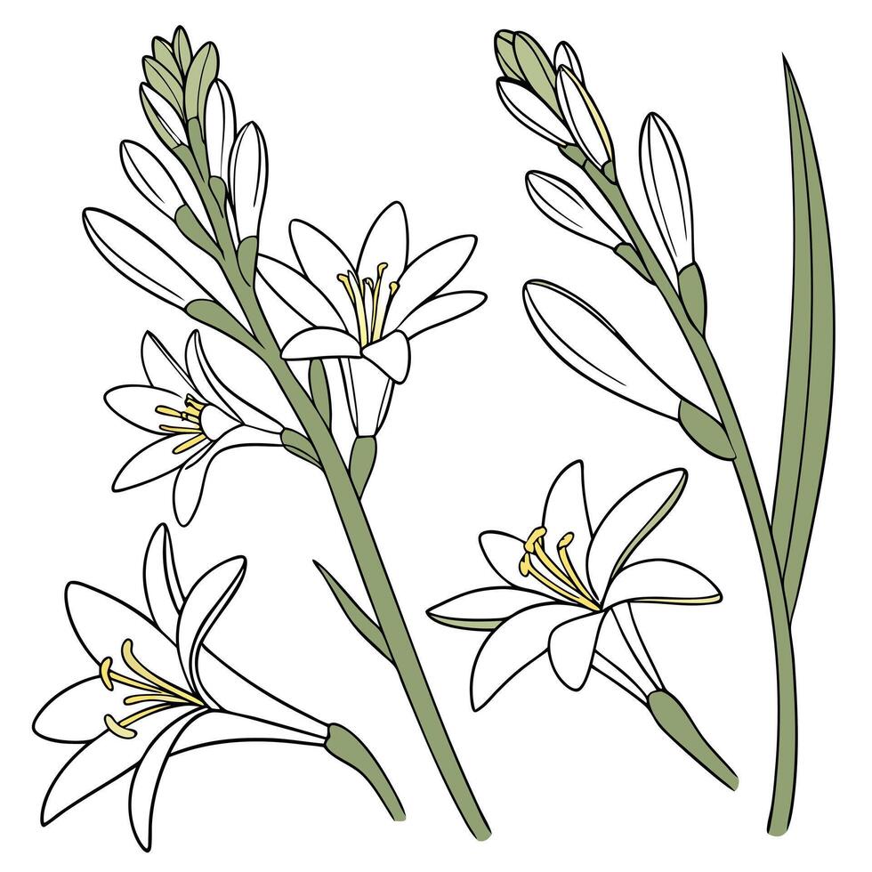 Collection set of Tuberose Flower In different perspectives vector