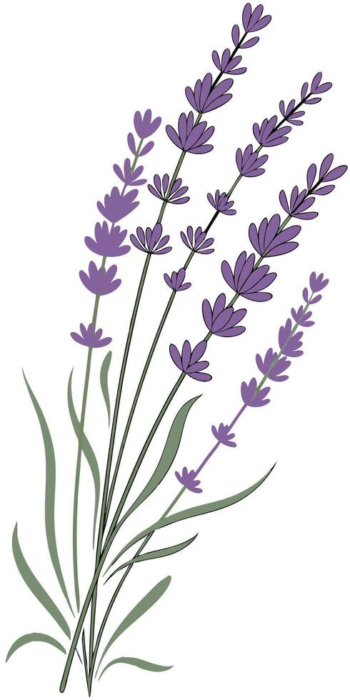 close-up the flowers of the Lavender arranged beautifully, decorated with vines, suitable as an illustration background for a poster vector