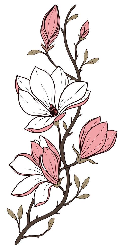 close-up the flowers of the Magnolia arranged beautifully and decorated with vines vector