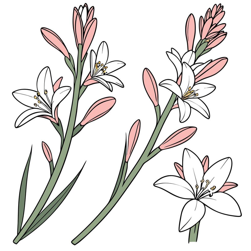Two stems of tuberose flowers with white petals and pink buds, green stems and leaves, isolated on a white background vector