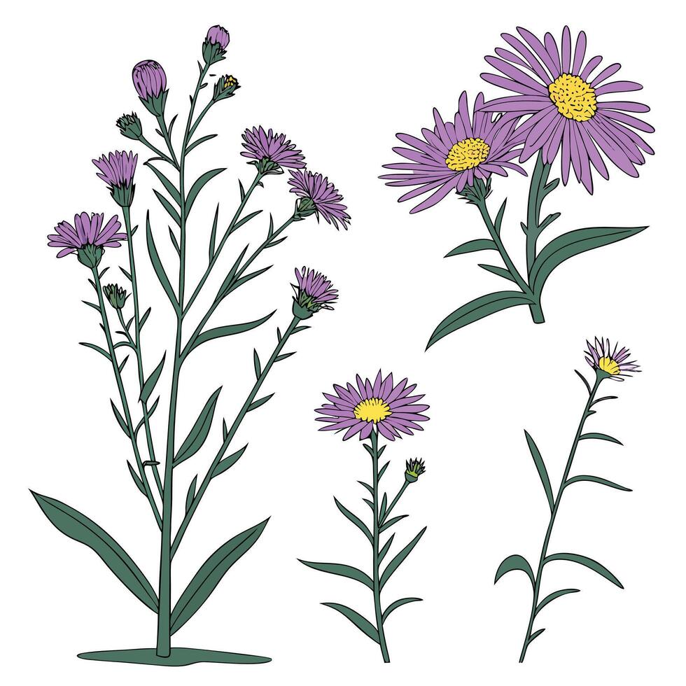 Collection set of Aster flower In different perspectives vector