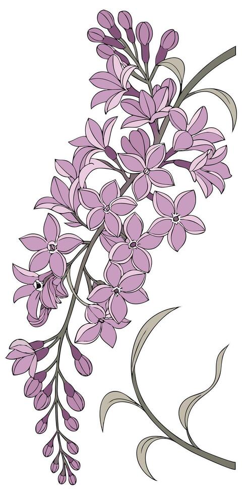 close-up the flowers of the Lilac flower arranged beautifully and decorated with vines vector