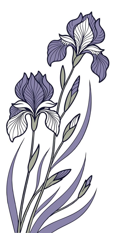 close-up the flowers of the Iris arranged beautifully and decorated with vines vector