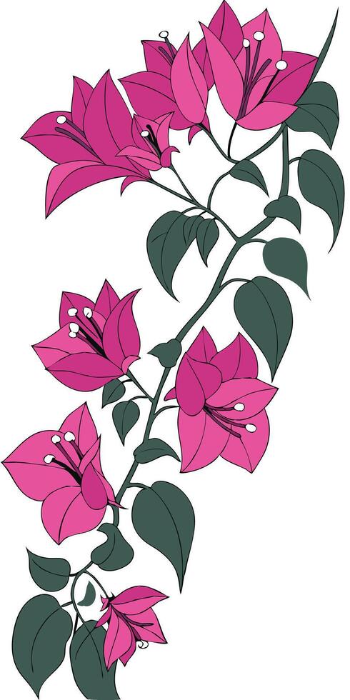 close-up the flowers of the Bougainvillea arranged beautifully, decorated with vines, suitable as an illustration background for a poster vector