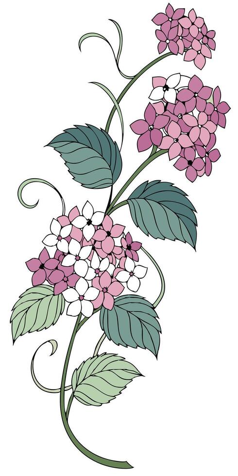 close-up the flowers of the Hydrangea arranged beautifully and decorated with vines vector