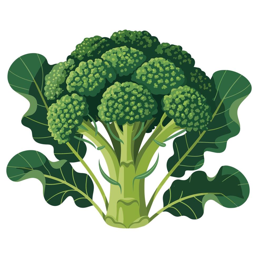 Detailed Broccoli Illustration with Leaves. vector