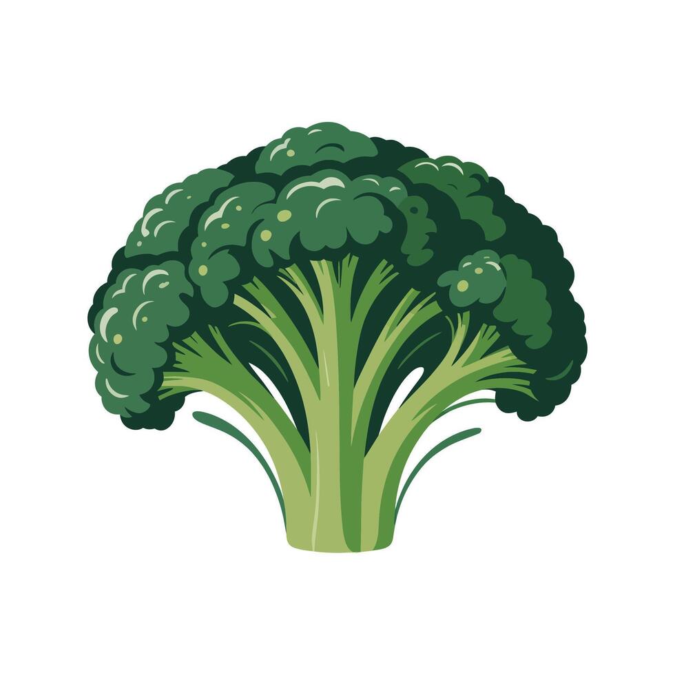 Broccoli, vegetable, vegetable, vegetable, vegetable, vegetable, vegetable, vegetable, vegetable, vector