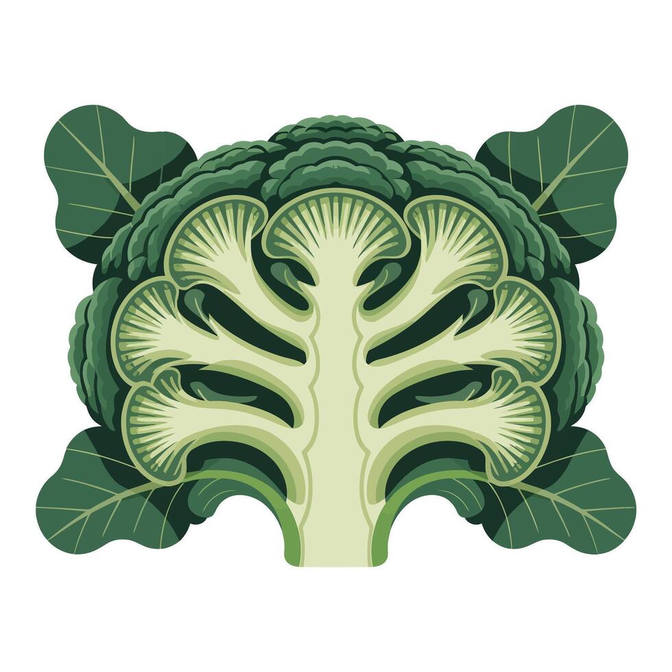 Detailed Broccoli Slice on White Background. vector