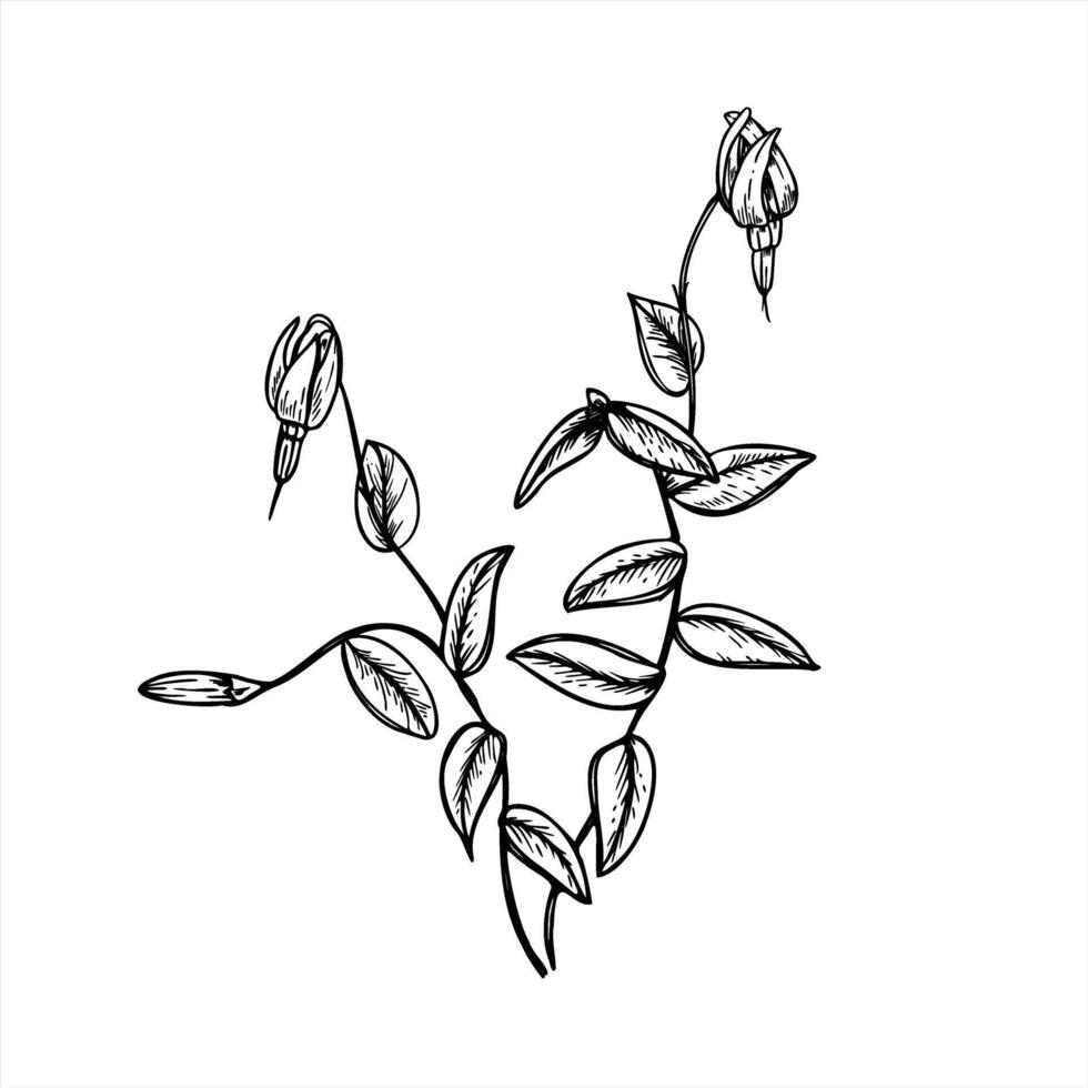 blooming cranberry bush with branches, leaves, flowers, and buds monochrome line art black ink sketch. Wild berries for botanical designs, eco-friendly packaging, and herbal product branding vector
