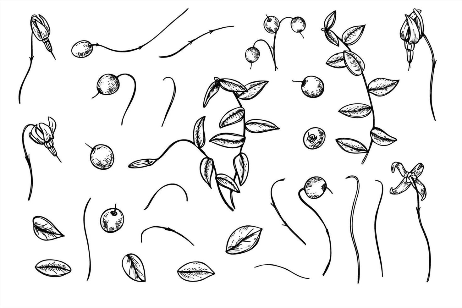 Monochrome cranberries with flowers, branches, and leaves clip art illustration painted by black inks. Swamp and forest berries set for packaging, herbal medicine branding, seasonal designs vector