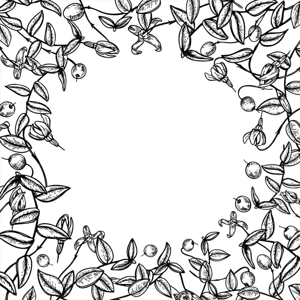Monochrome cranberry border with copy space for text. Etching drawing of antioxidant healthy wild berries for herbal medicine packaging, apothecary labels, health supplements, dessert design vector