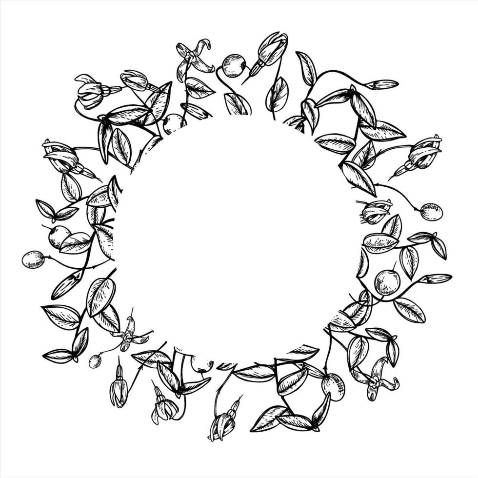 Round monochrome cranberry frame with empty space for text. Etching drawing of wild fruits for herbal medicine label, health supplement, organic food packaging, and homemade jam branding. vector