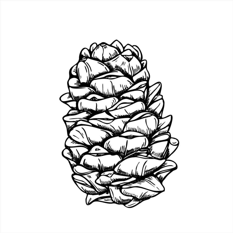 Pinecone or cedar cone monochrome illustration painted by black inks. Etching drawing of Christmas decoration symbol for nature designs, winter holiday decor, and rustic botanical branding vector
