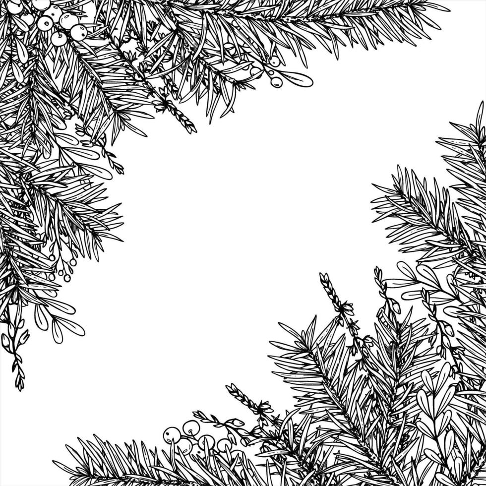 spruce branches and heather flowers square monochrome border with empty space for text. Winter decor for Scandinavian Christmas cards, herbal remedy packaging, and rustic holiday branding vector