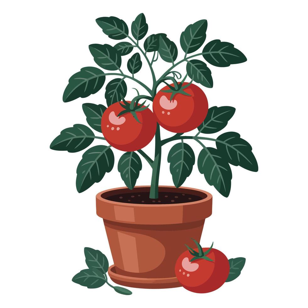 Tomato plant in pot with tomatoes on white background vector